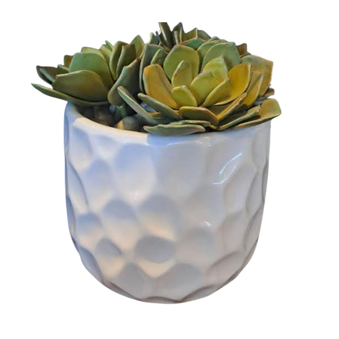 PLANTA DECORATIVA